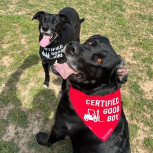 Pet Bandana *Special Order Item* 1 Pet Dog Demo